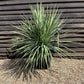 Cordyline australis | New Zealand Cabbage Palm - Multistem 20-30cm - Height 90-110cm - 50lt