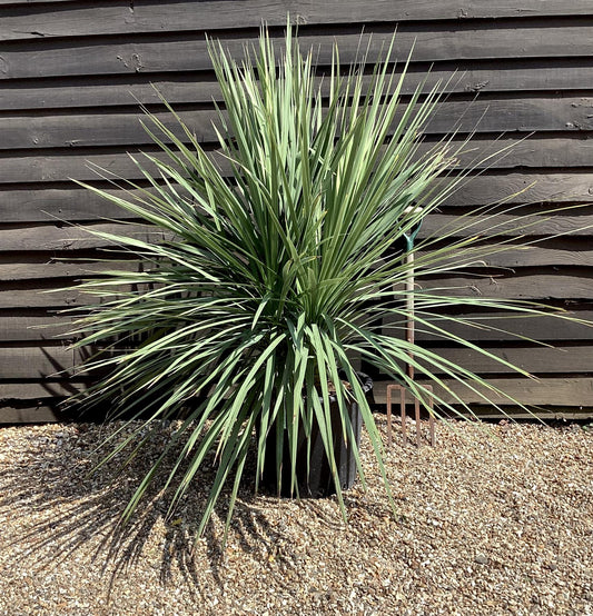 Cordyline australis | New Zealand Cabbage Palm - Multistem 20-30cm - Height 90-110cm - 50lt