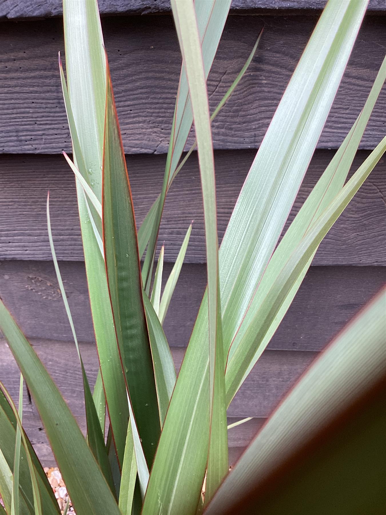 Phormium tenax | New Zealand Flax - 70-80cm - 7lt