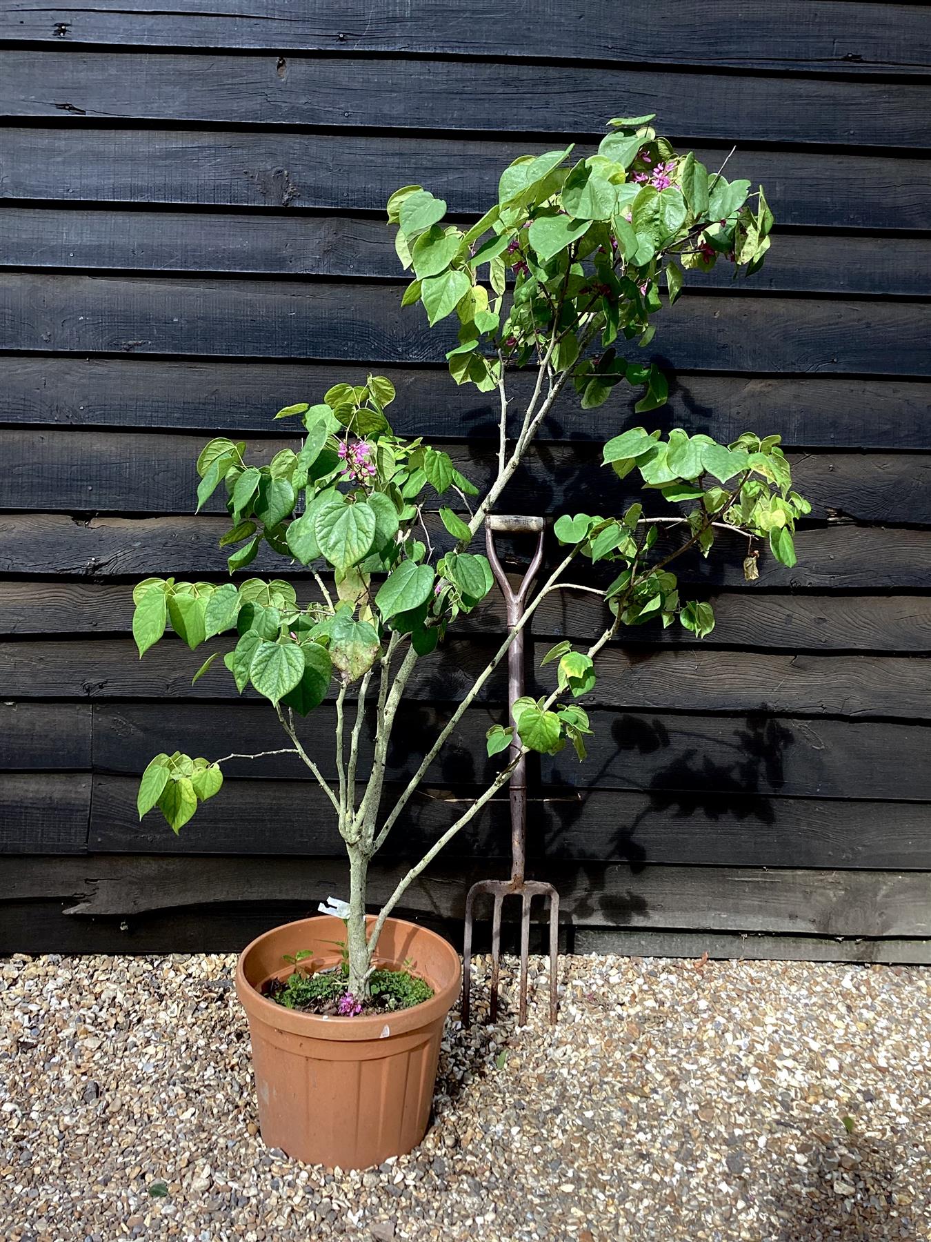 Cercis chinensis 'Avondale' - 100-120cm, 20lt