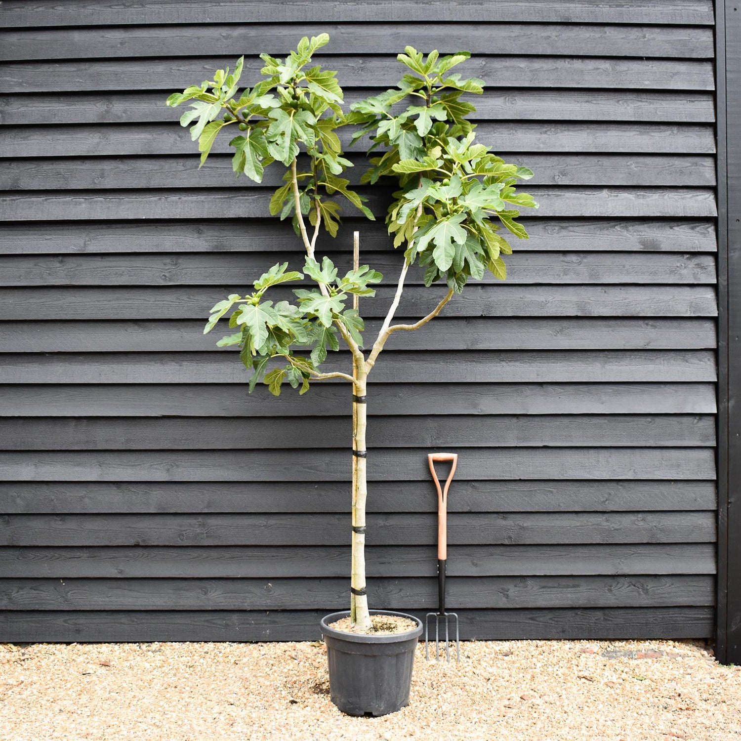 Fig - Ficus carica 'Brogiotto Bianco' - Half Standard - Height 180-200cm - 35lt