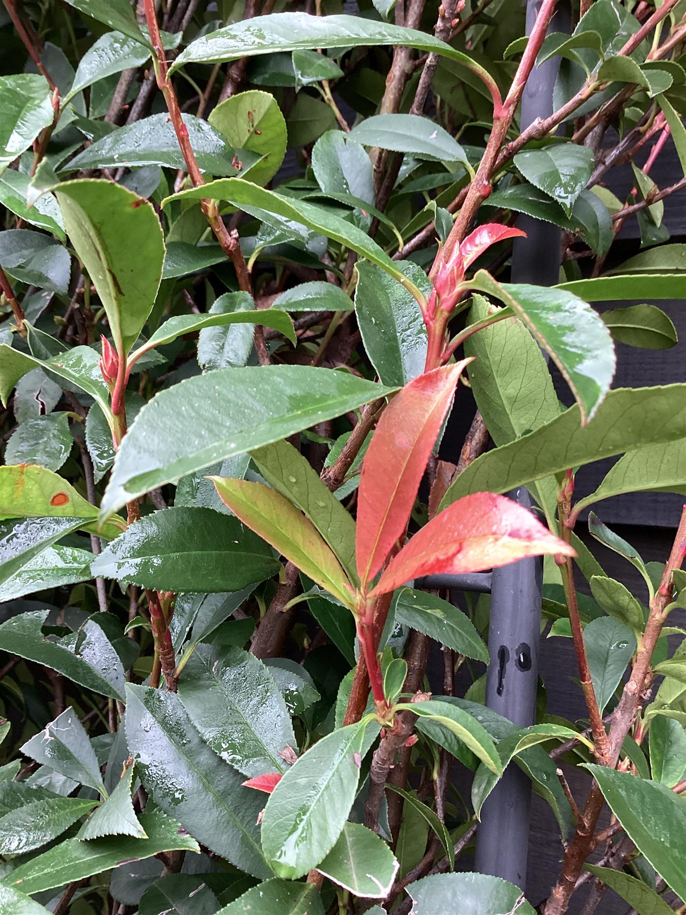Photinia x fraseri Red Robin - Compacta - Metal Frame/Espalier - Height 150cm Width 100cm - 55lt