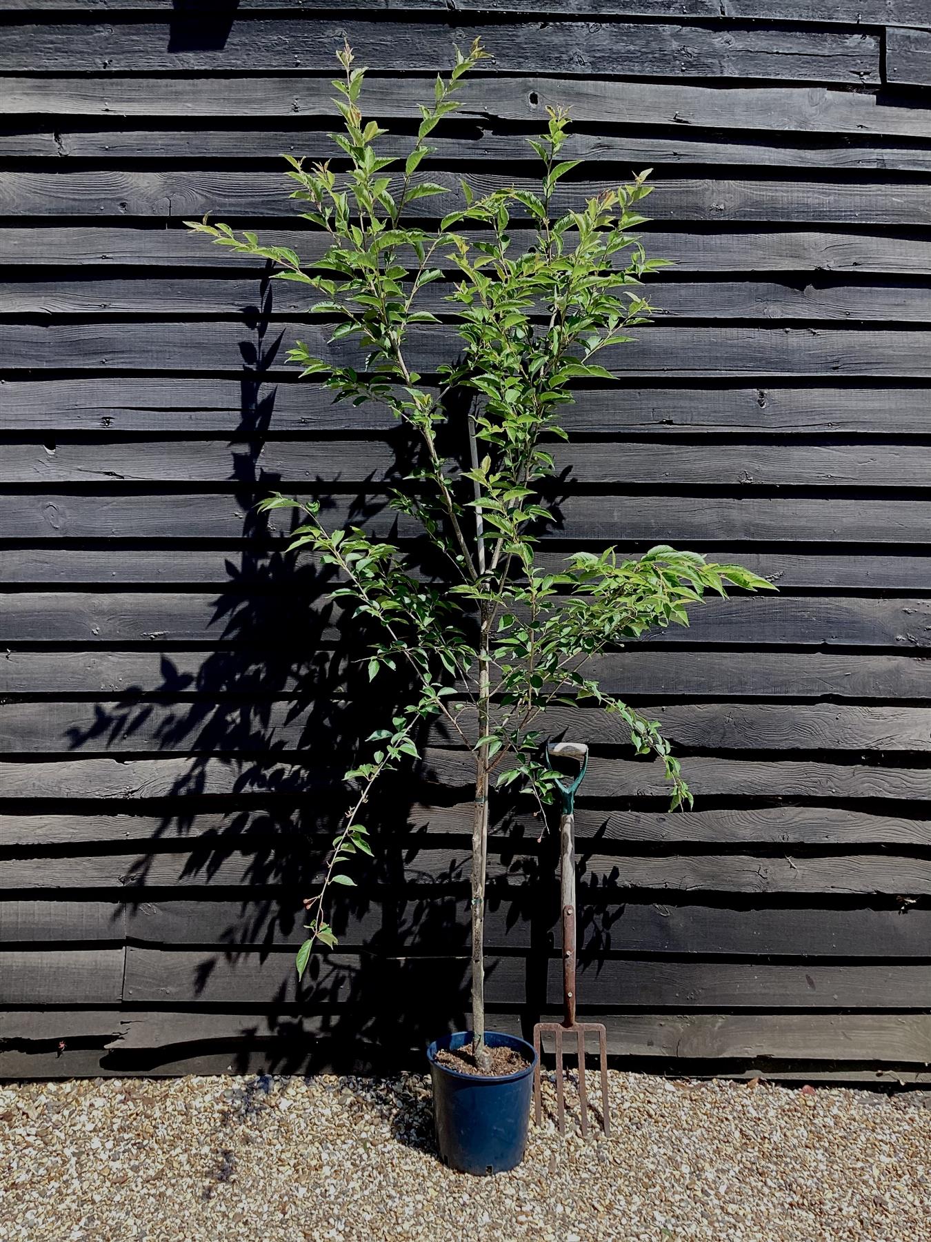 Prunus Royal Flame | Prunus 'Mieke' - 200-250cm, 10