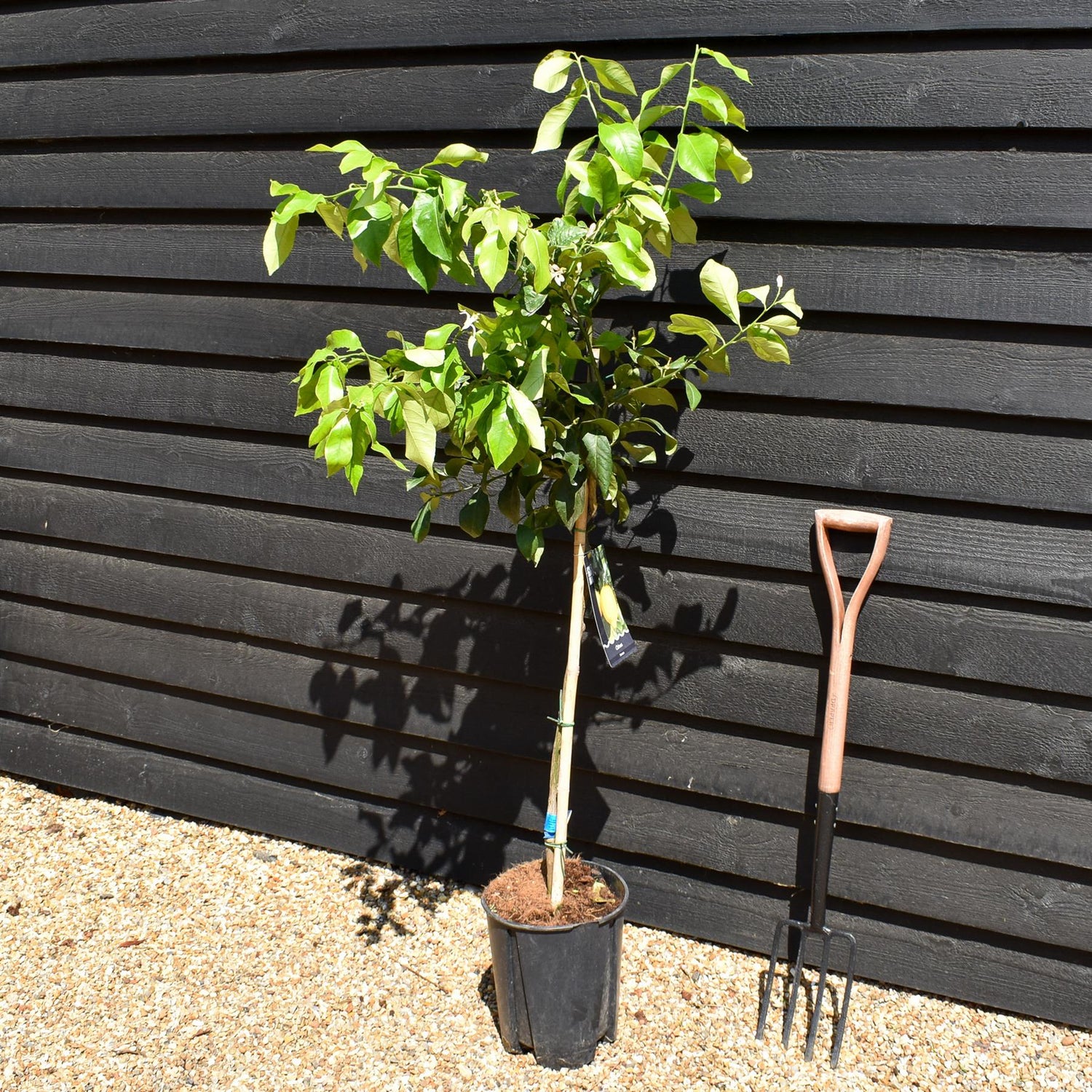 Lemon Tree | Citrus Limonero' - Tree - Clear Stem 60-70cm - Height 120-130cm - 10lt