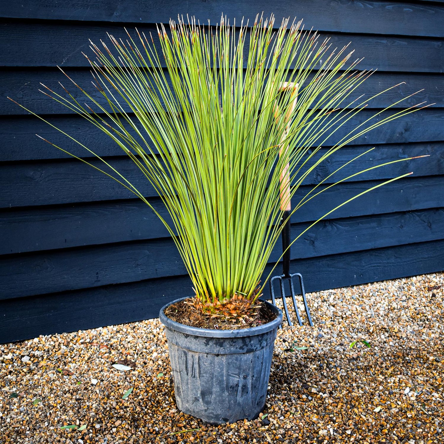 Dasylirion longissimum | Mexican Grass Tree - Height  90-110cm - 25lt