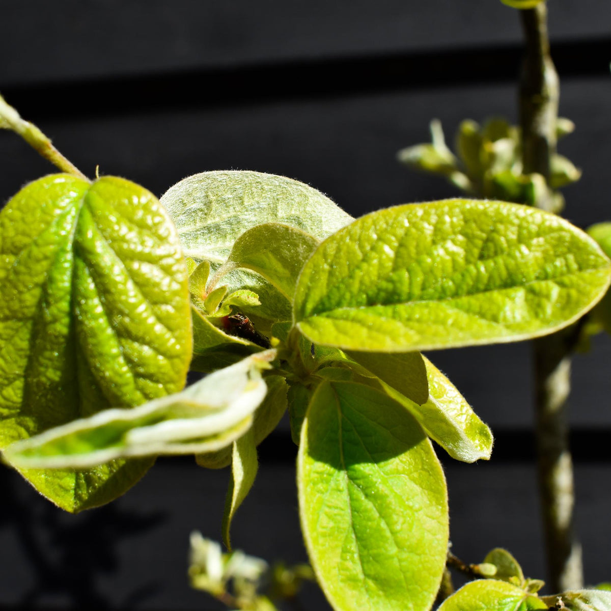 Quince 'Vranja' | Cydonia oblonga 'Vranja' - Height 210-250cm -12lt