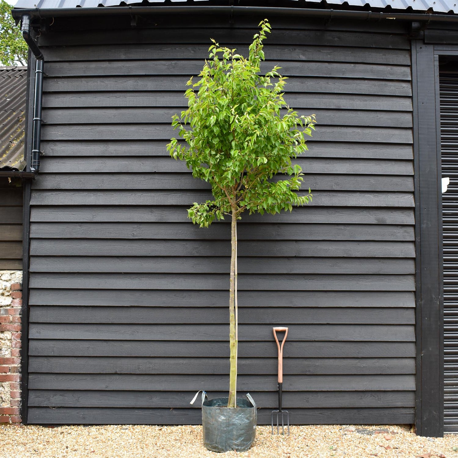 Prunus 'Umineko'| Japanese Flowering Cherry - Clear Stem 170cm - Girth 10-12cm - Height 300-320cm - 45lt