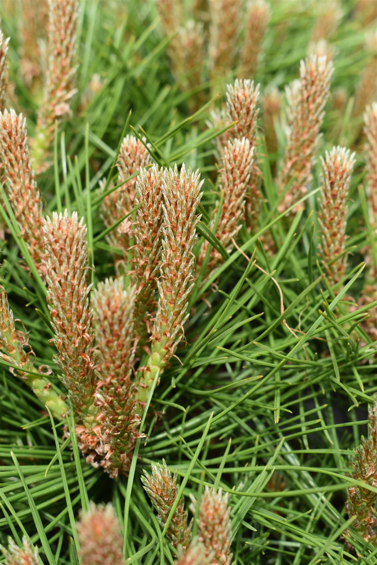 Pinus densiflora 'Low Glow' | Japanese red pine 'Low Glow' - Height 30cm - Width 50cm - 12lt