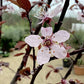 Prunus Nerasifera Pissardii Nigra | Black Cherry Plum - 250-280cm, 10lt