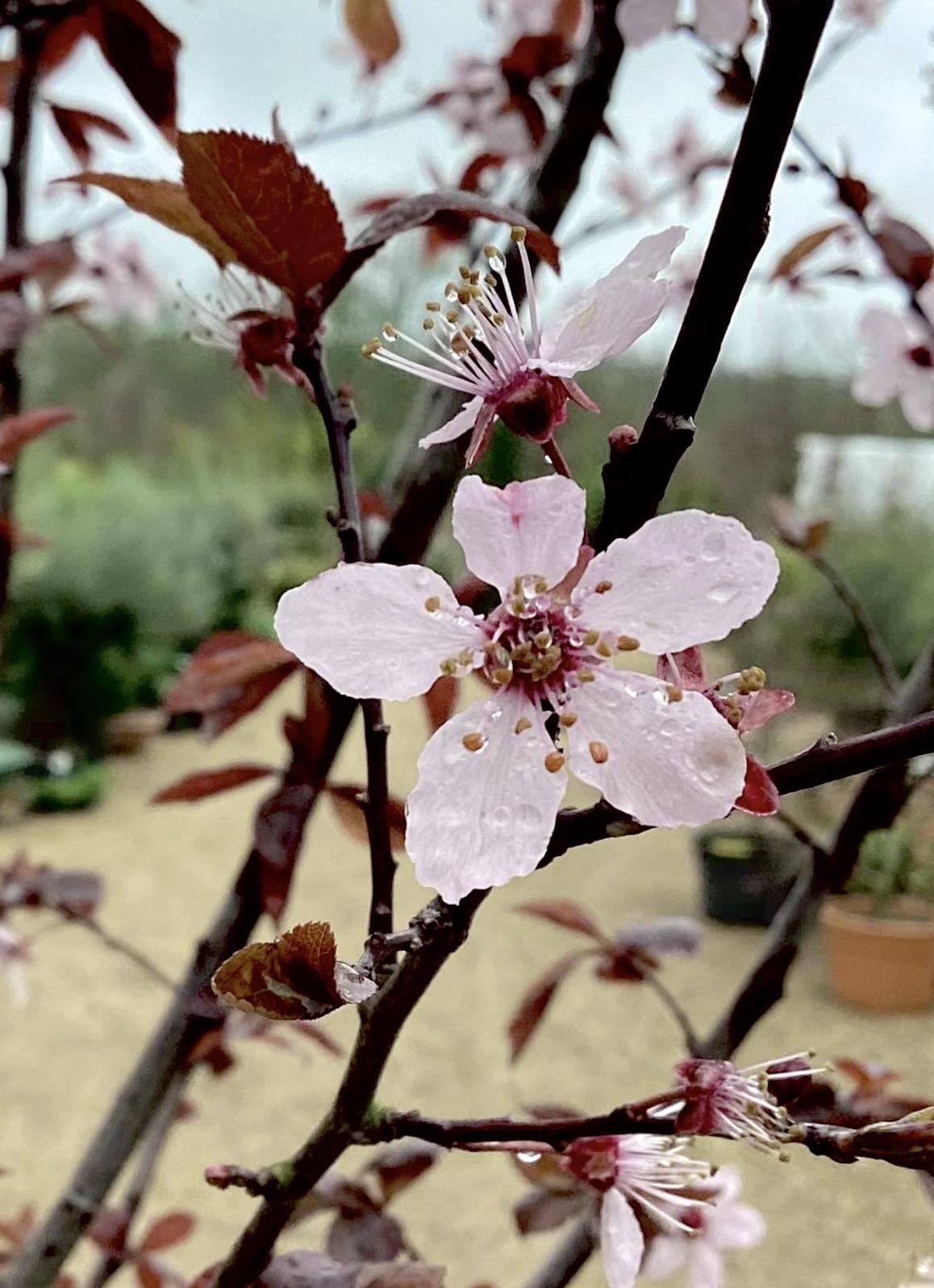 Prunus Nerasifera Pissardii Nigra | Black Cherry Plum - Height 190-250cm, 10lt