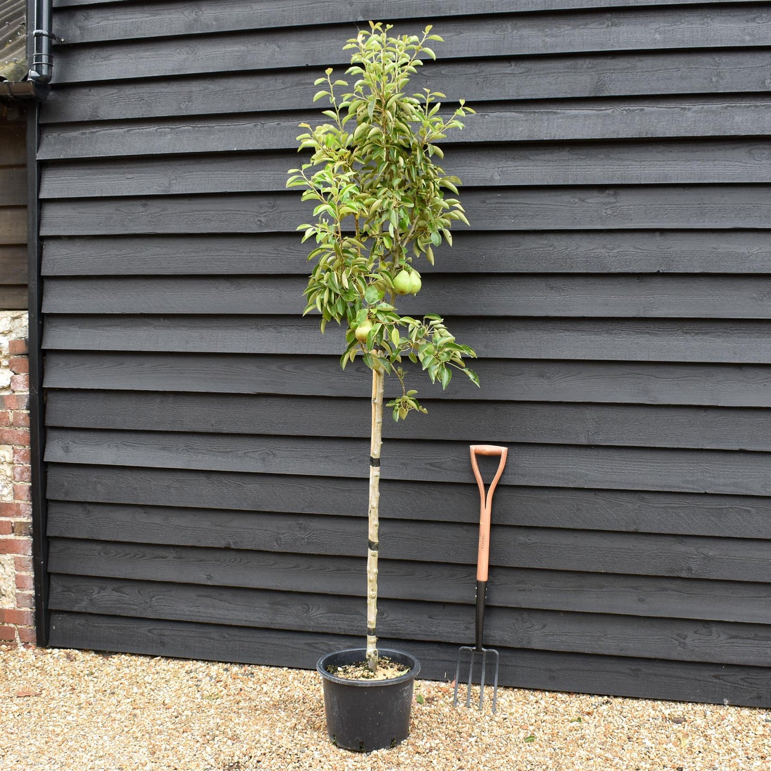 Pear 'Williams' Bon Chretien' | Pyrus communis - Half Standard - Height 160-180cm - 20lt