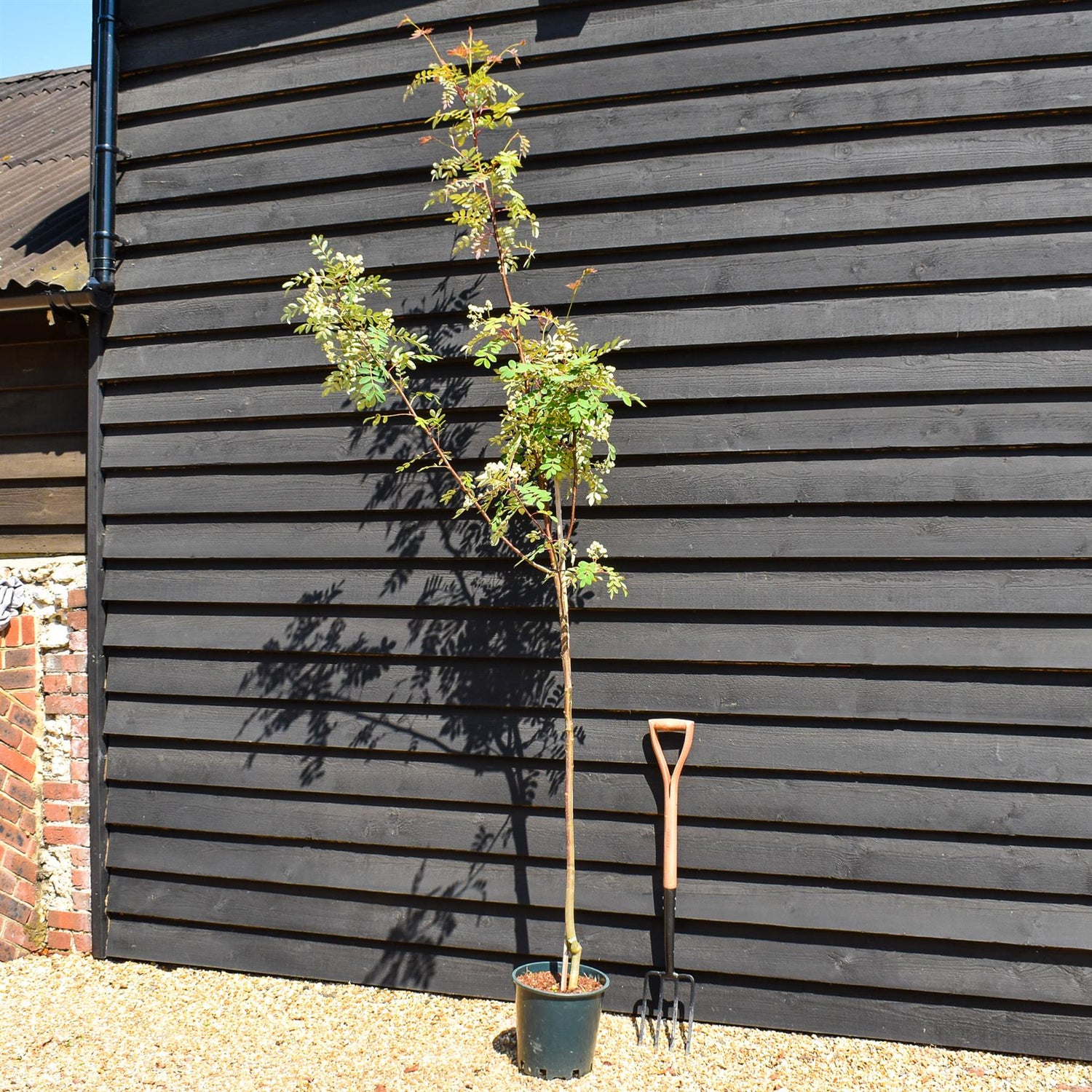 Sorbus pseudohupehensis 'Pink Pagoda' | Hupeh Rowan ‘Pink Pagoda’ - Height 190-210cm, 12lt