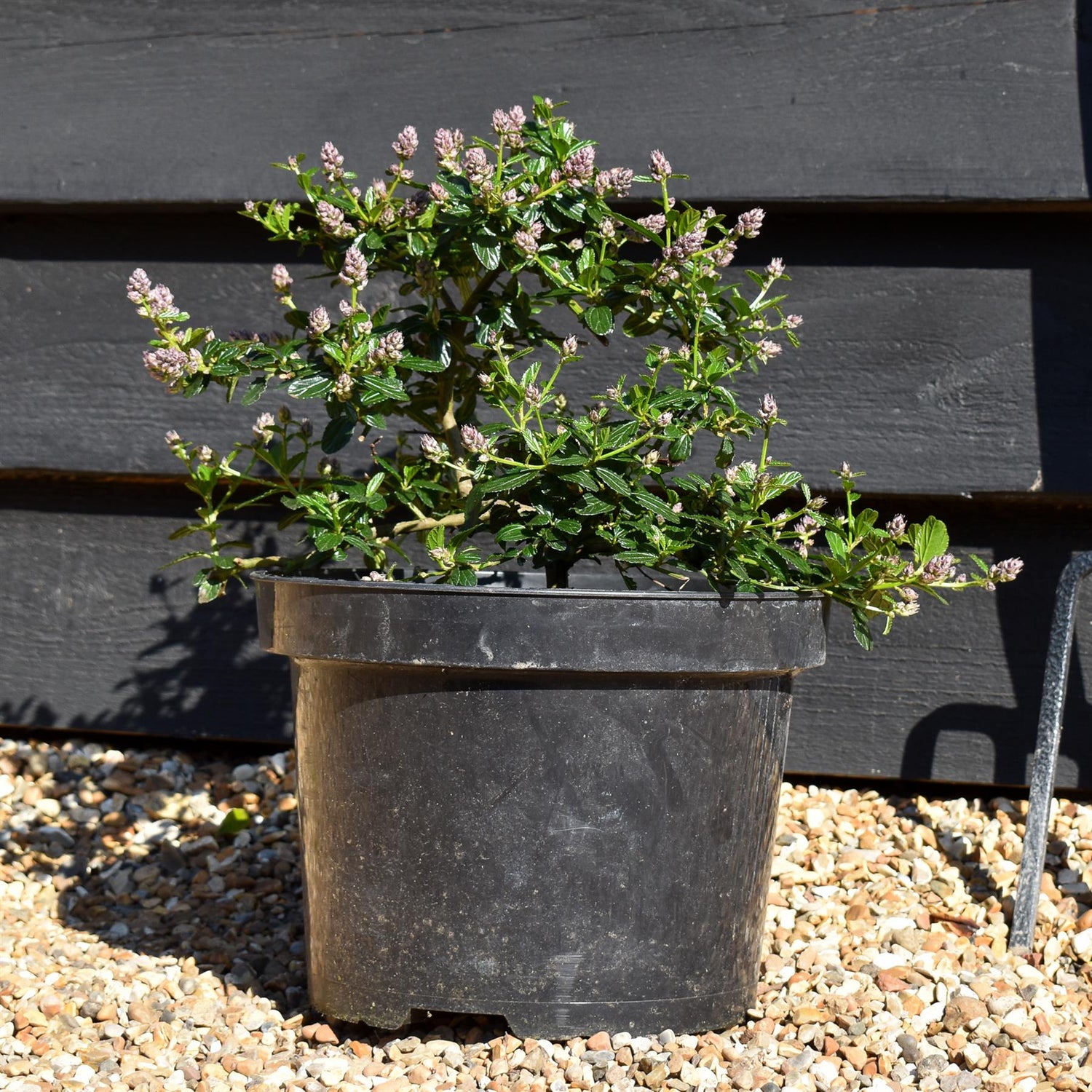 Ceanothus Skylark - 25-30cm - 7.5lt
