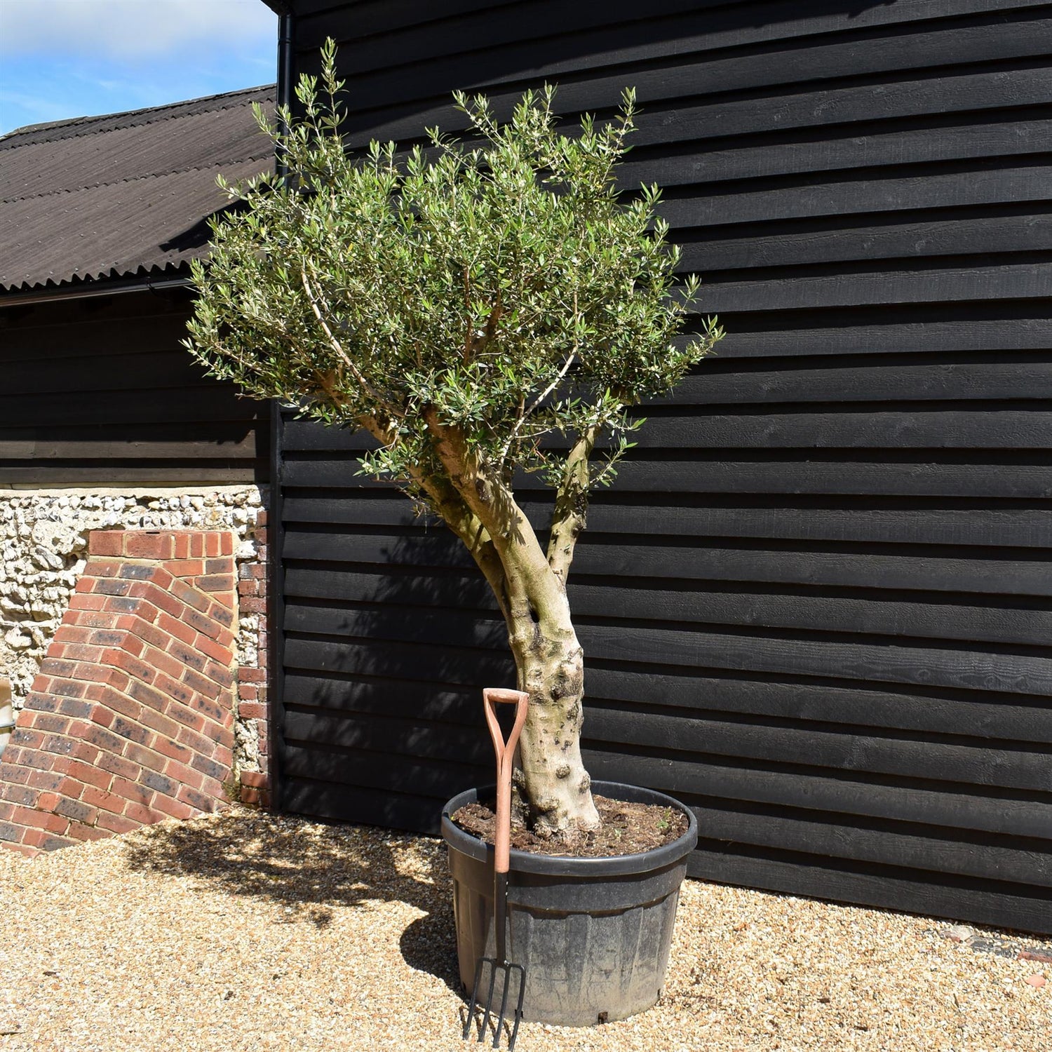 Olive Tree |Olea Europea - Trunk height 80cm - Height 200-210cm - 180lt