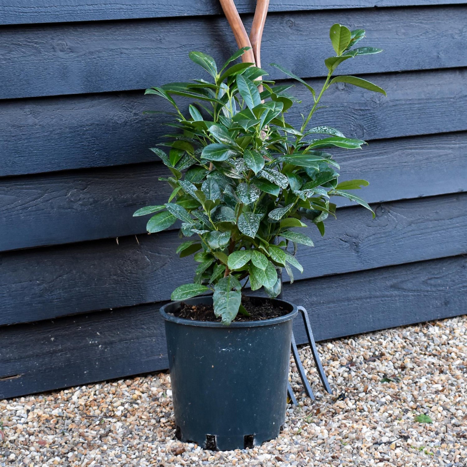 Cherry Laurel | Prunus Laurocerasus Rotundifolia - 80-90cm - Pot Grown - 12lt