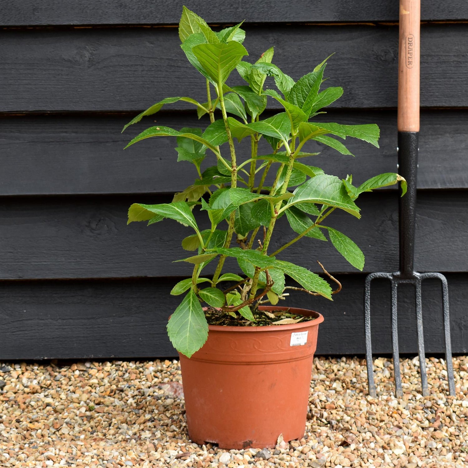 Hydrangea Height 40-50cm - Bushy - 7.5lt