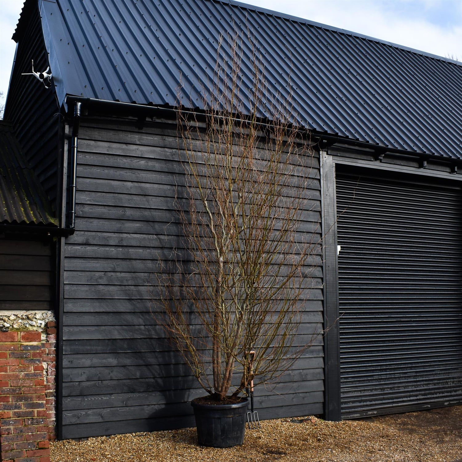 Salix matsudana Tortuosa | Wiggerly Willow - Bushy Tree - Height 390-410cm - 70lt