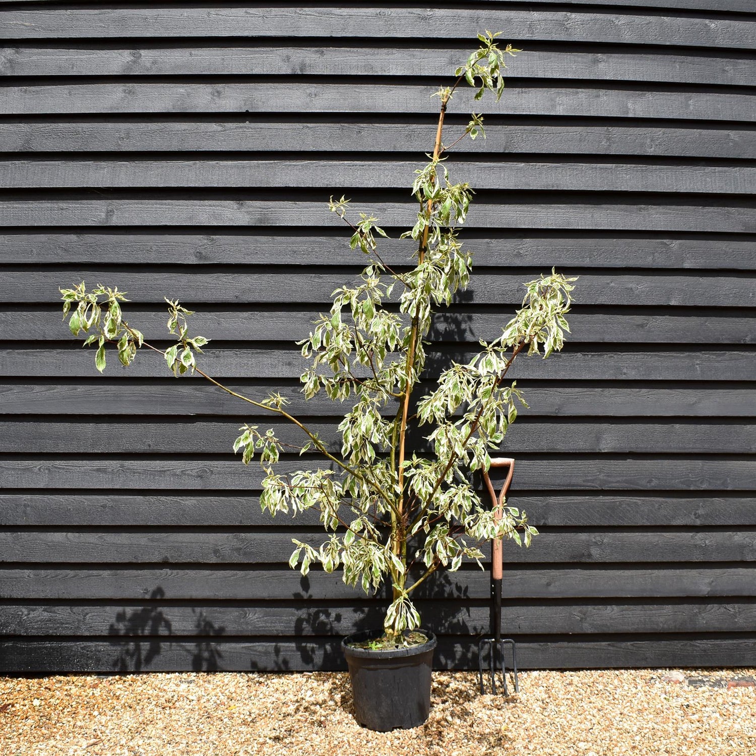 Cornus controversa 'Variegata' | Wedding Cake Tree -  Feathered - Height 190-210cm - 25lt