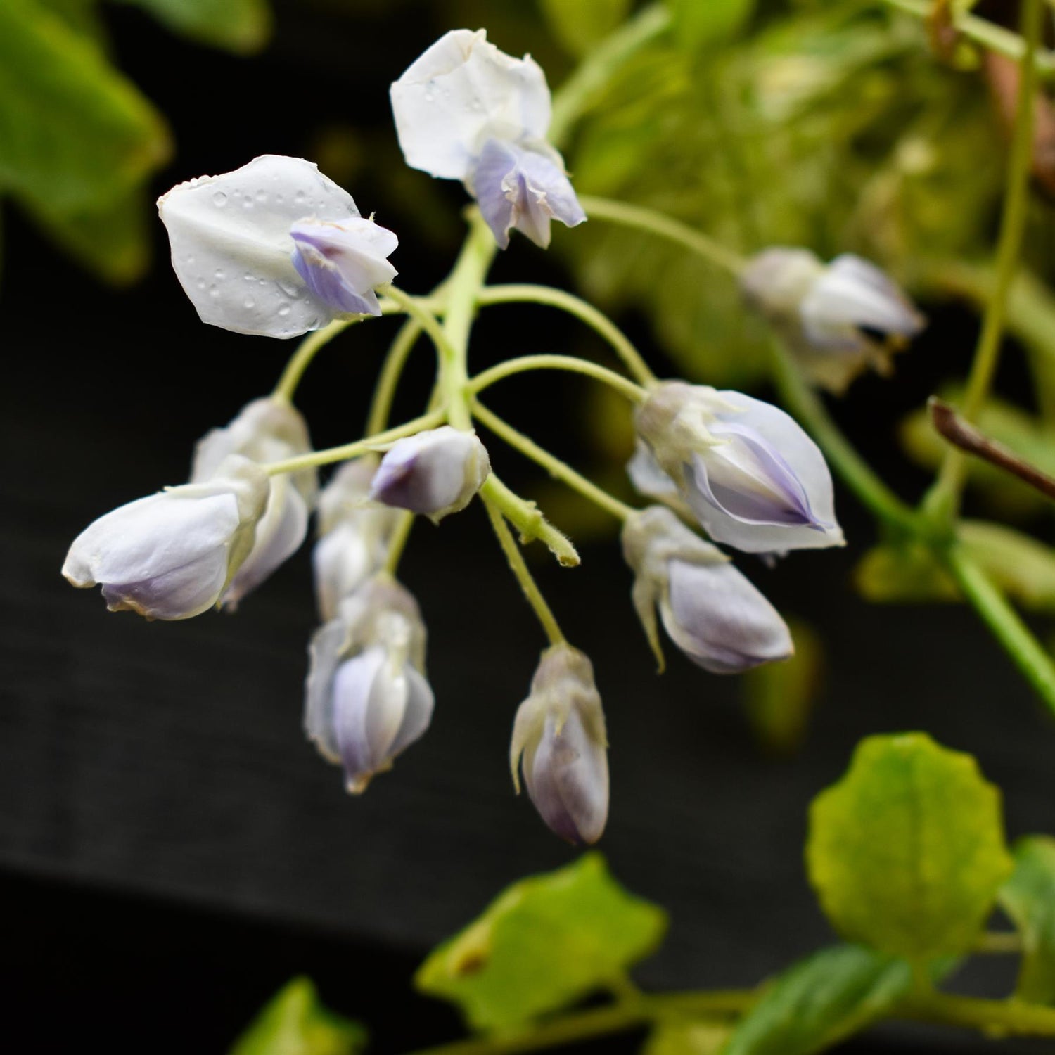 Wisteria brachybotrys 'Golden Dragon' | Japanses Wisteria - Cane - Height 200-250cm - 7lt