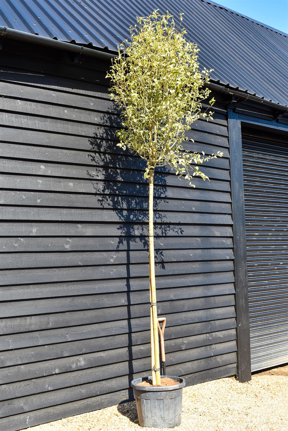 Golden Japanese Privet | Ligustrum Japonica 'Aureum' Varigated - Clear Stem 180cm - Girth 12-14cm - Height 280-320cm - 55-70lt
