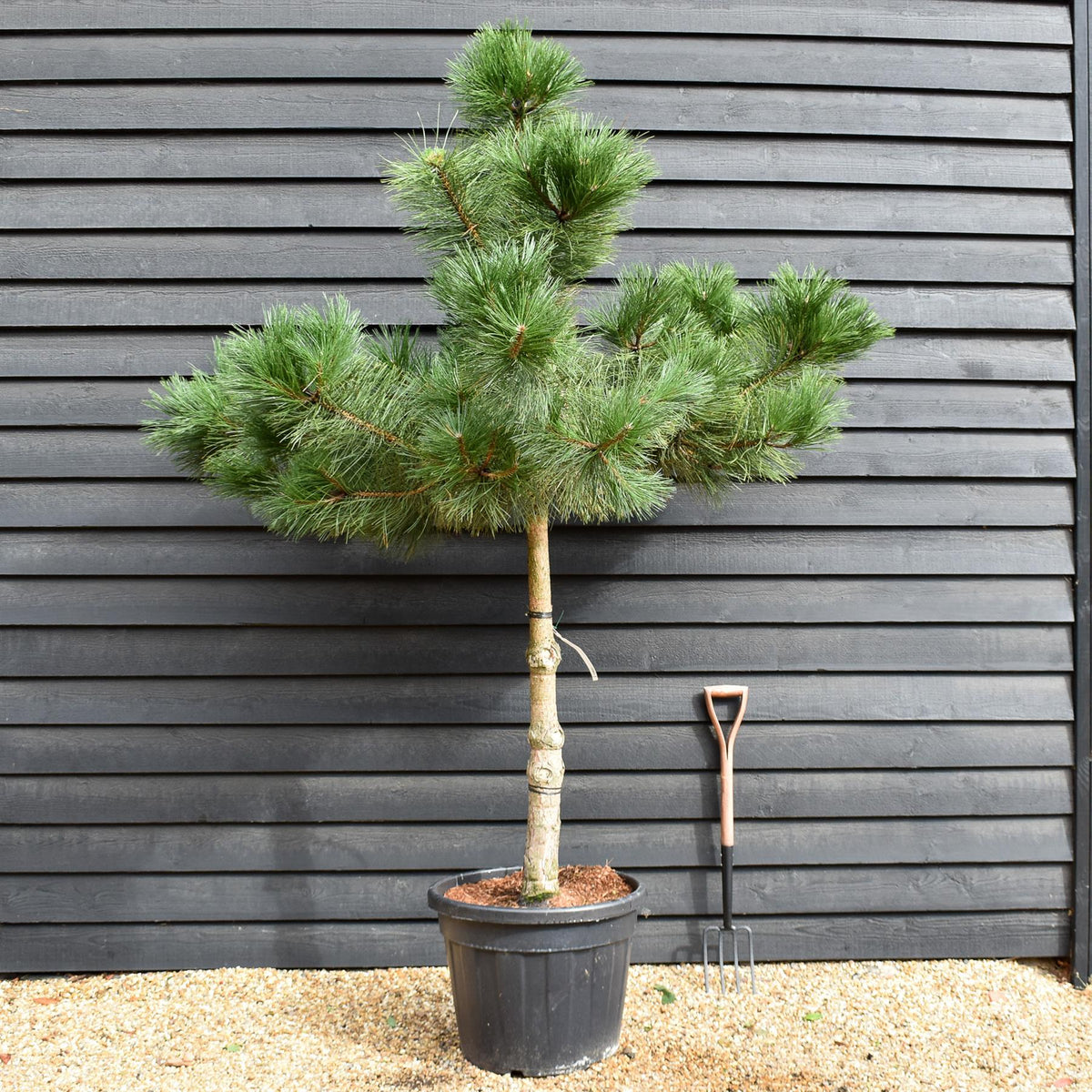 Pinus Nigra - Austrian Pine| European Black Pine - Height 220-250cm - Girth 16-18cm - 110lt