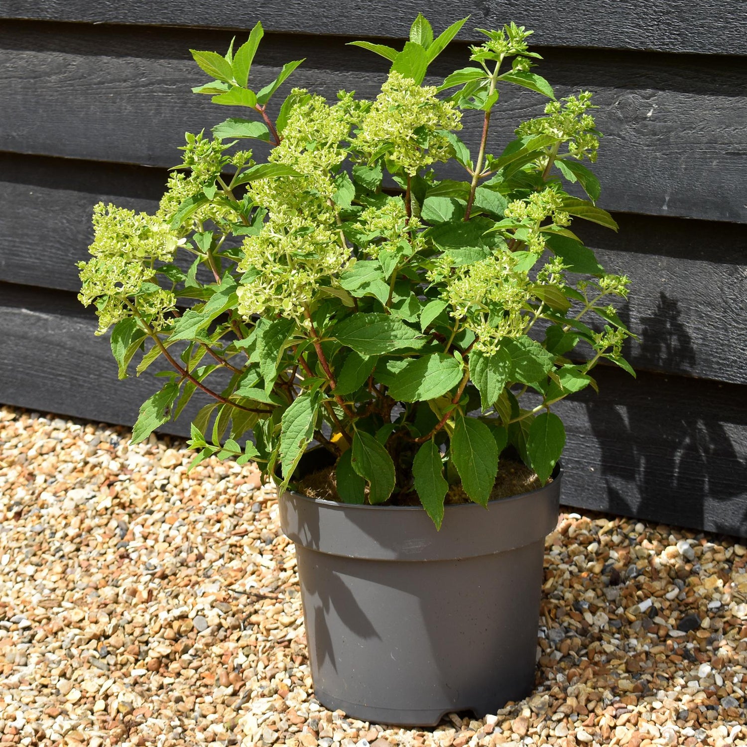 Hydrangea Paniculata 'Little Fresco' - Height 40-50cm - 7.5lt