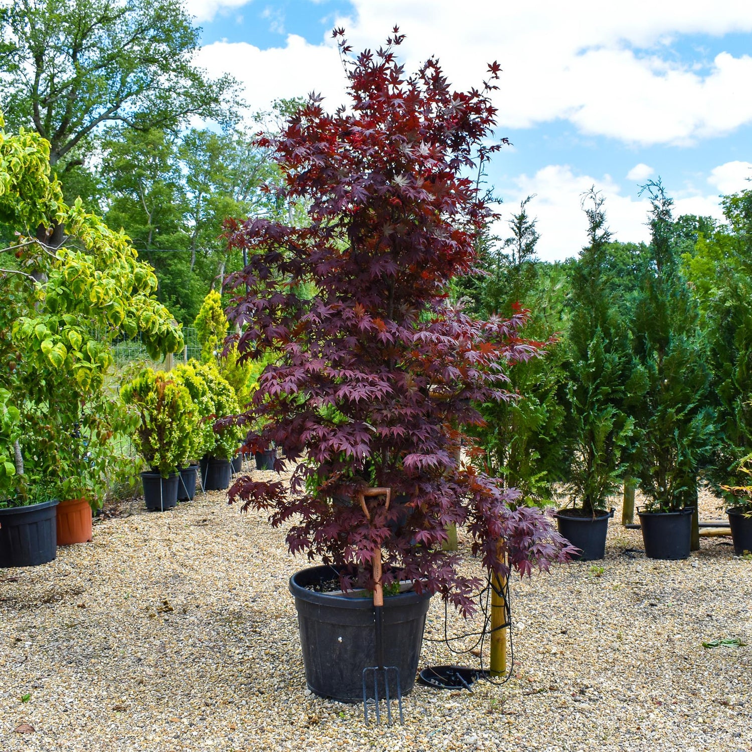 Acer palmatum 'Bloodgood' | Bloodgood Japanese Maple - Height 200-240cm - 130lt