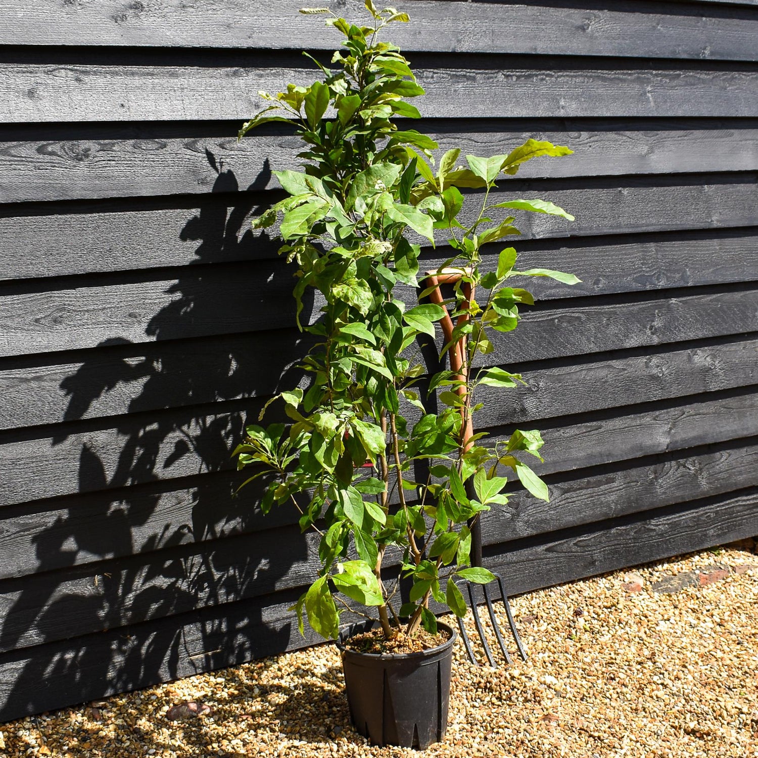 Magnolia Susan - Bush - Height 95-130cm - 10lt
