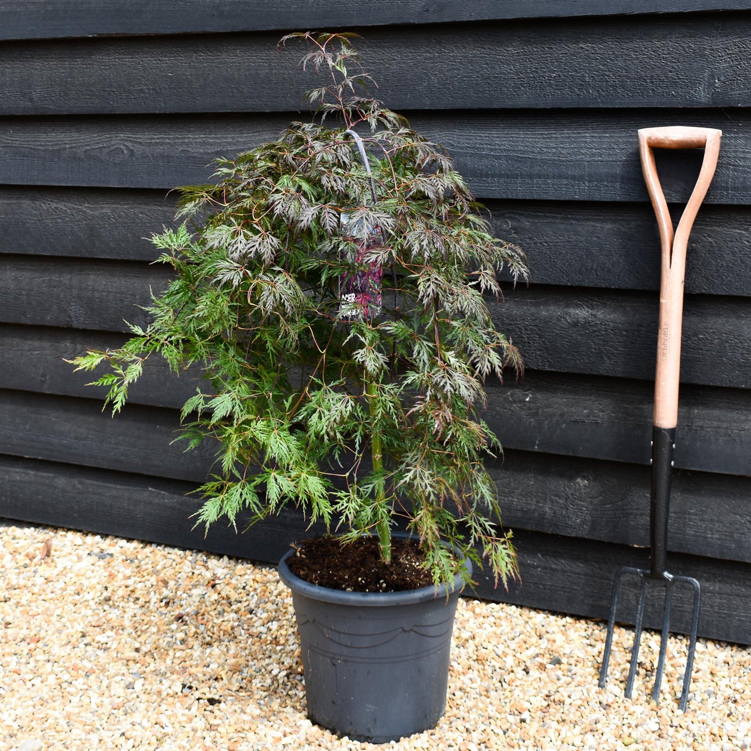 Japanese maple 'Orange Dream' | Acer palmatum - Clear Stem 50cm - Height 80-100cm - 15lt