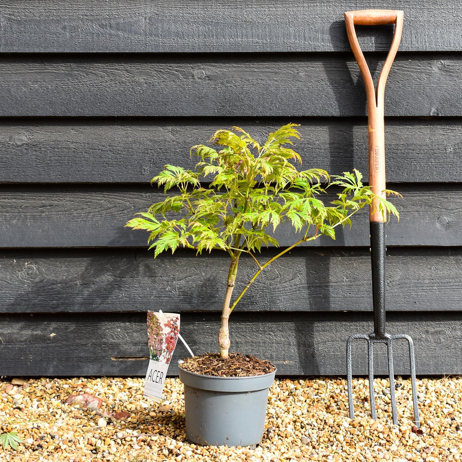 Acer japonicum 'Aconitifolium' | Downy Japanese maple - Height 50-70cm - 4lt
