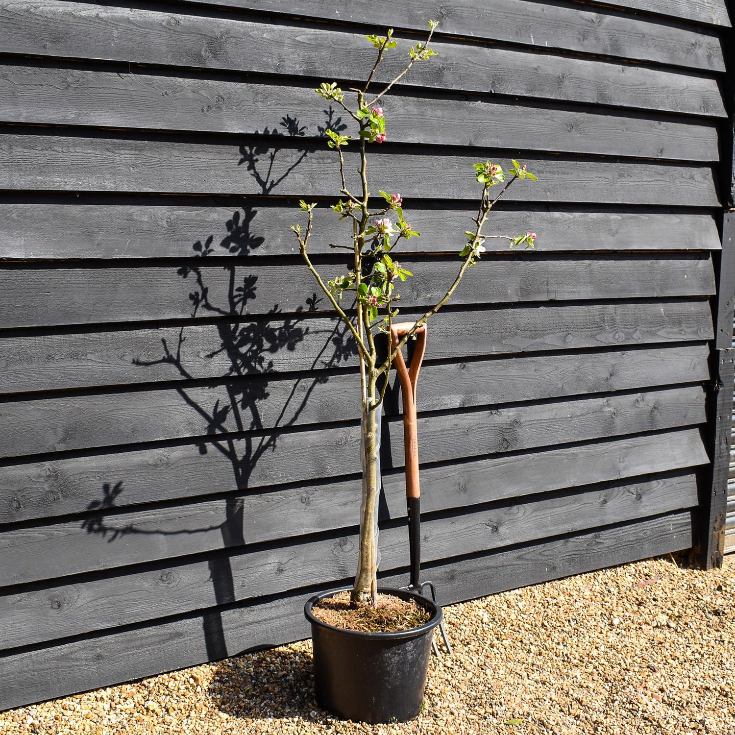 Apple tree 'James Grieve' | Malus domestica - M26 - Dwarfing - Height 140-150cm - 20lt