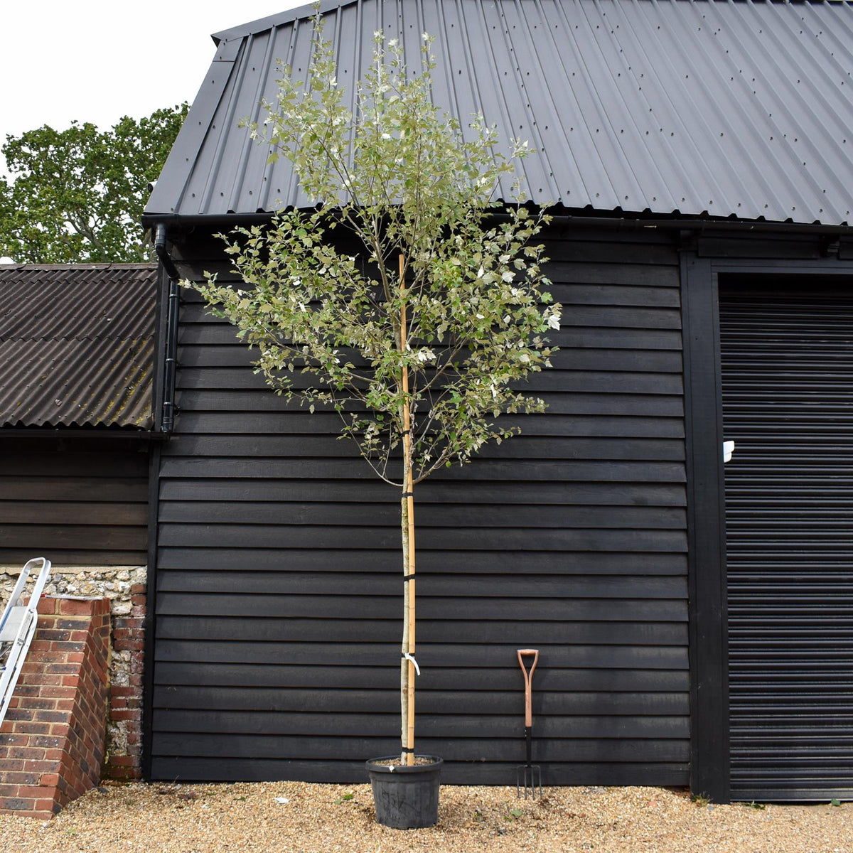 Populus alba | White Poplar Tree - Standard - Clear stem 160-170cm - Height 370-400cm - 45lt