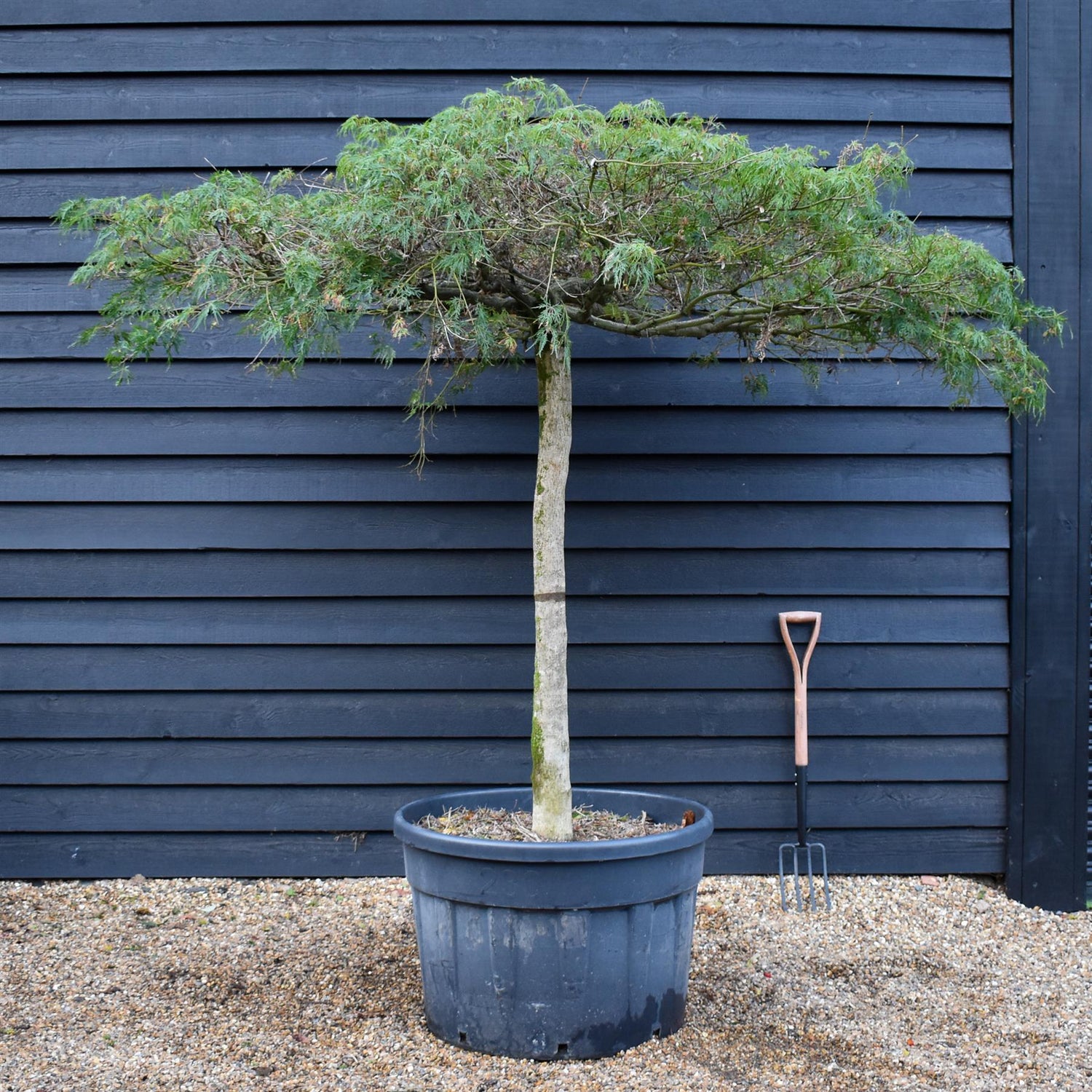 Acer dissectum 'Viridis' | Japanese maple Viridis -  Clear Stem 130cm - Girth 28-30cm - Height 190-200cm - 230lt