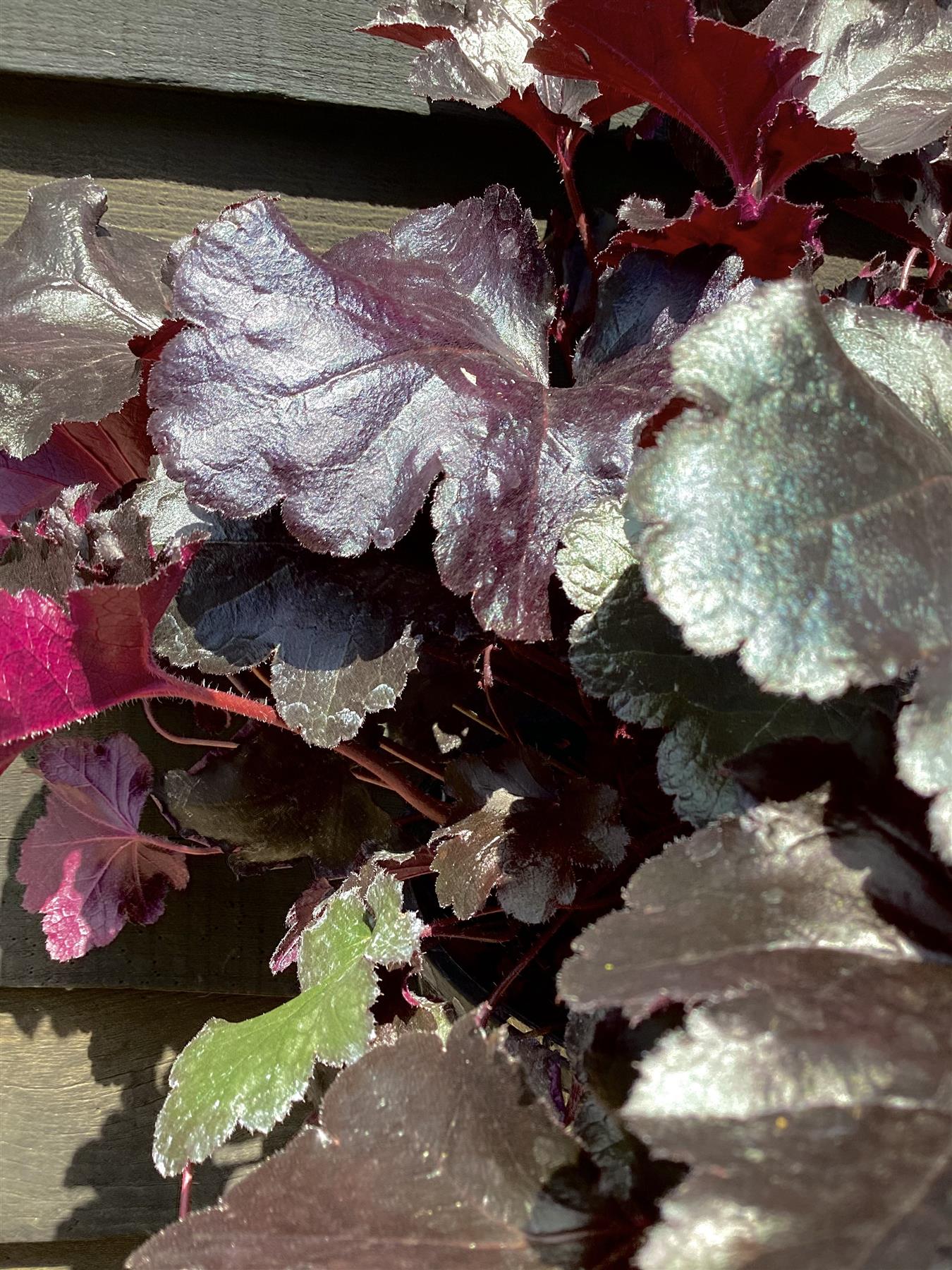 Heuchera 'Black Pearl' - Height 20-35cm - Perennial - 2lt
