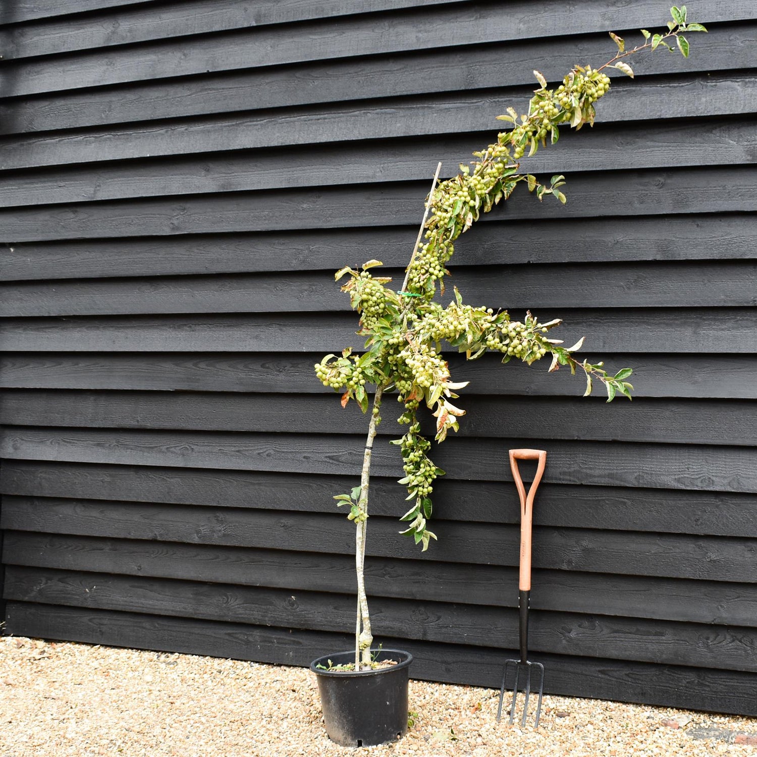 Malus 'Golden Hornet' | Flowering Crab Apple Tree, Clear Stem - 150-180cm, 20lt