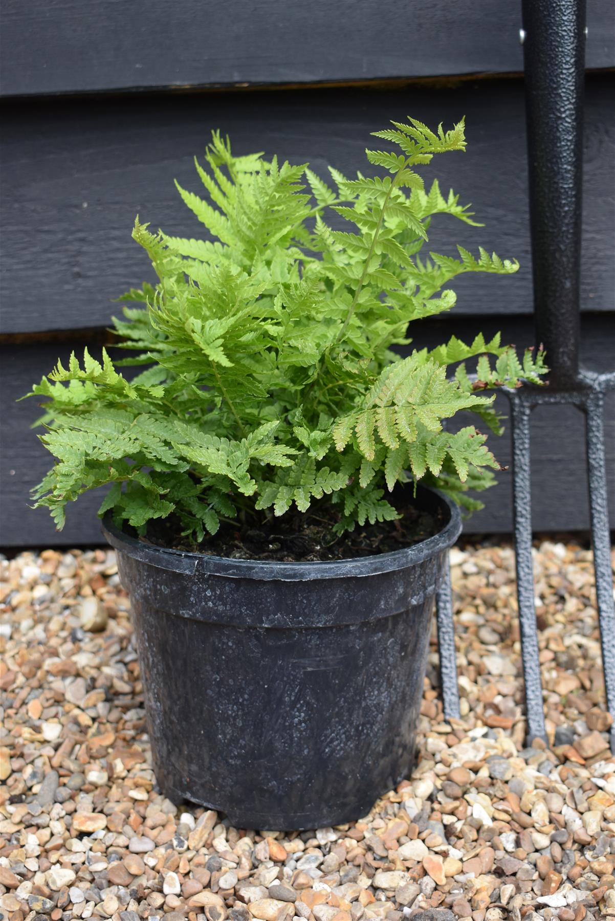 Matteuccia struthiopteris | Shuttlecock or Ostrich Fern - 15-25cm - 3lt