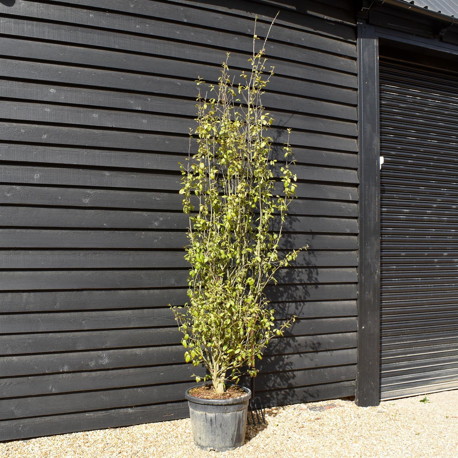 Persian Ironwood | Parrotia persica 'Persian Spire' - Height 280-300cm - 55lt