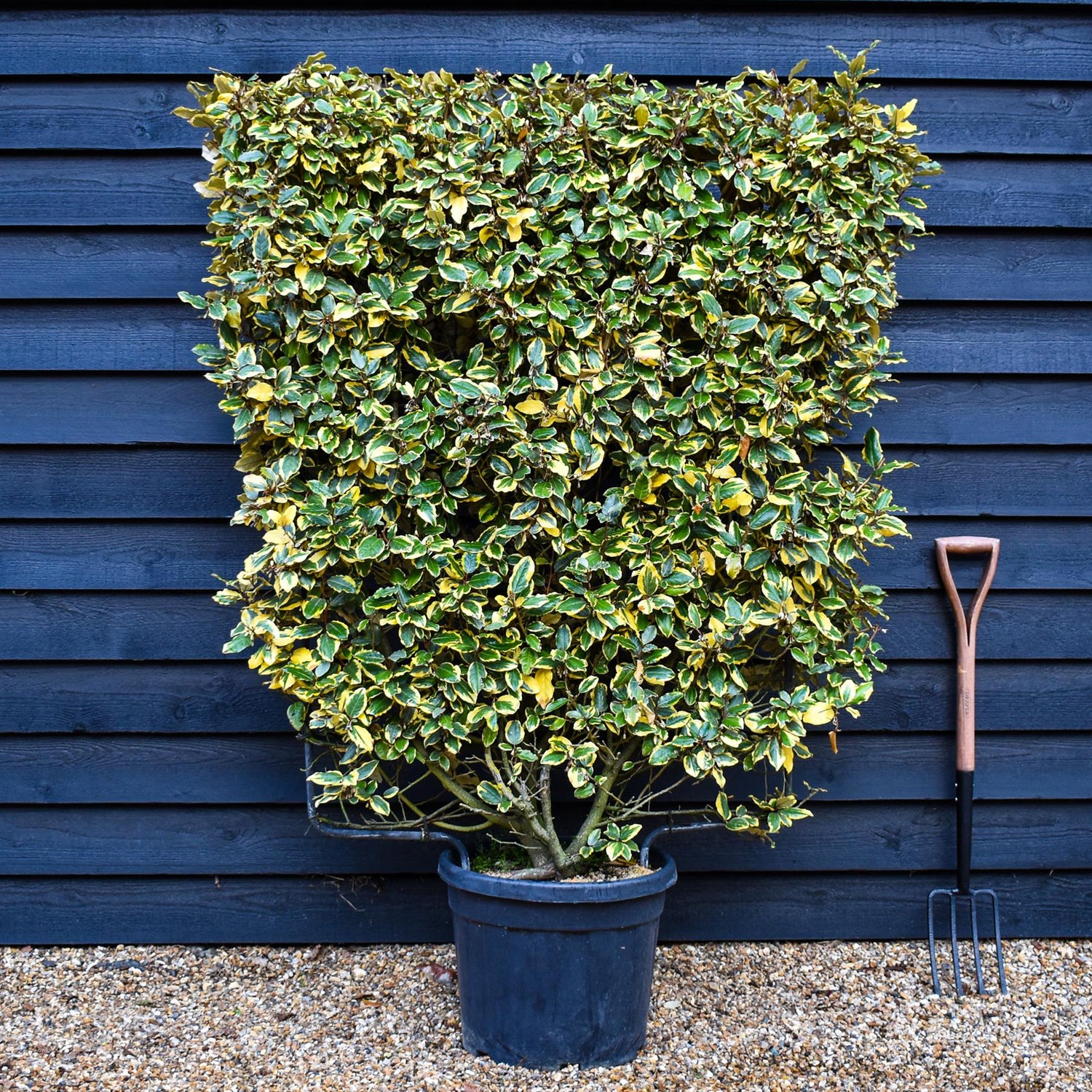 Elaeagnus 'Viveleg' - Metal Frame - 160cm, 45lt