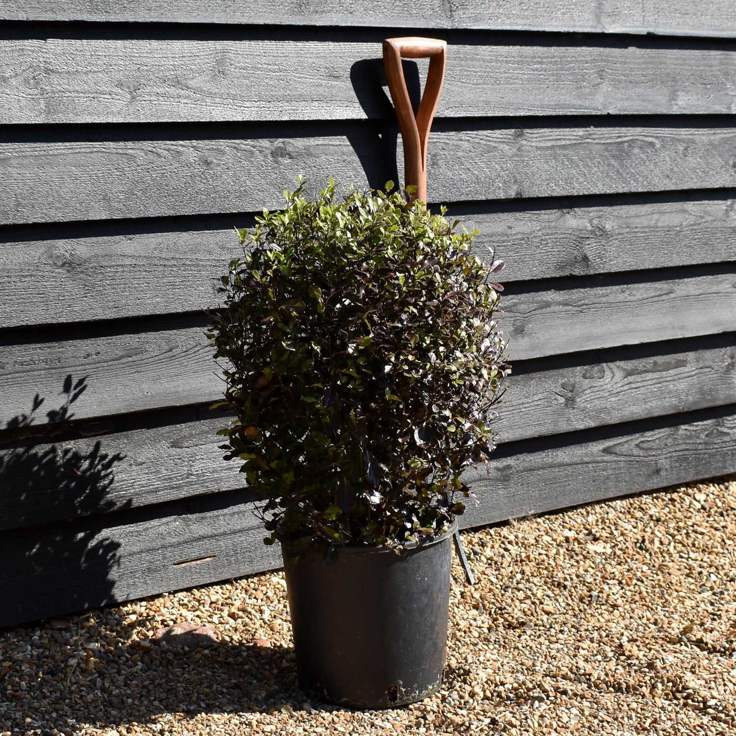 Pittosporum Tom Thumb - Shrub - 50-60cm, 10lt