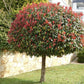 Photinia Red Robin | Christmas berry 'Red Robin' - 1/2 std Clear Stem - 170-190cm, 30lt