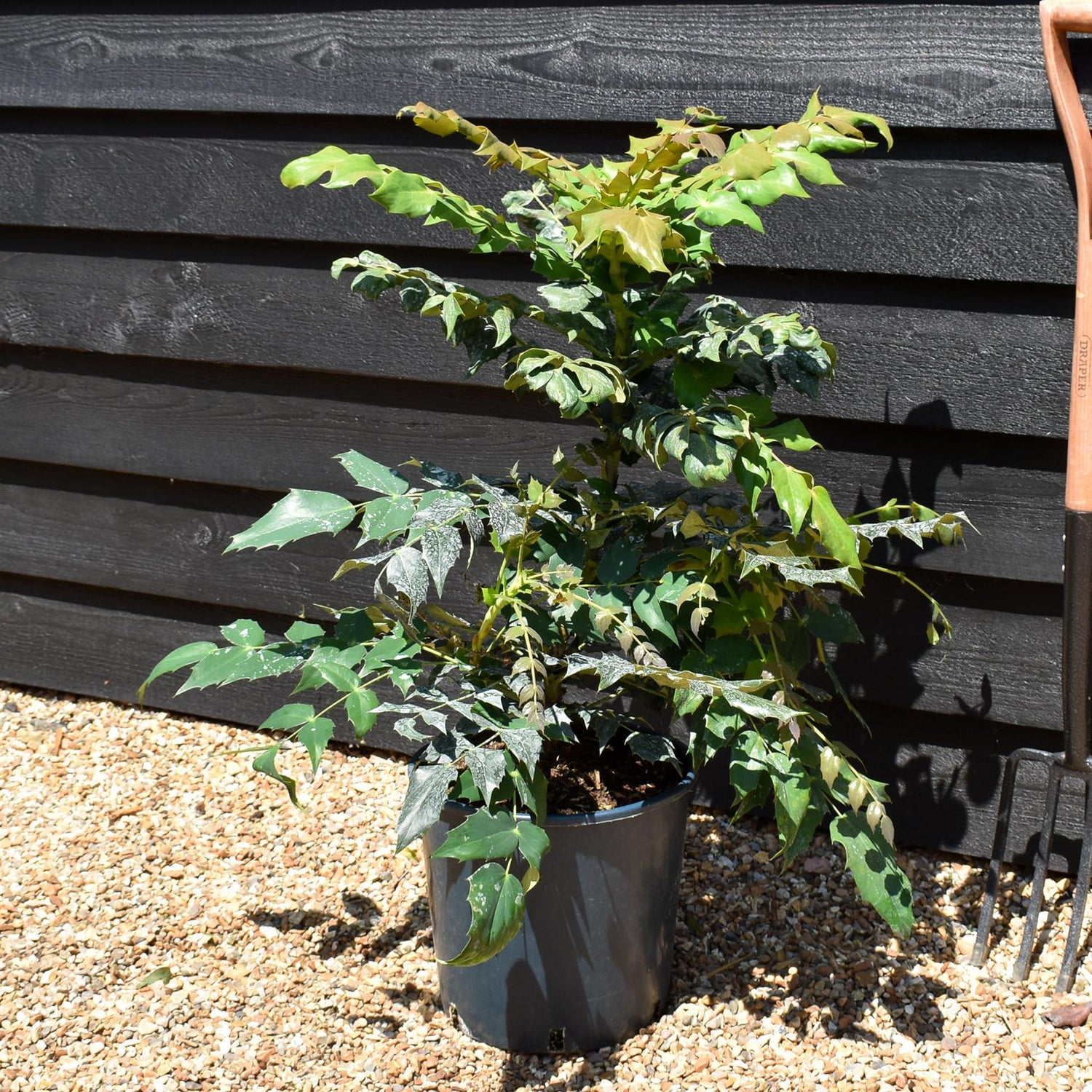 Mahonia Japonica - Height 30-50cm - 12lt