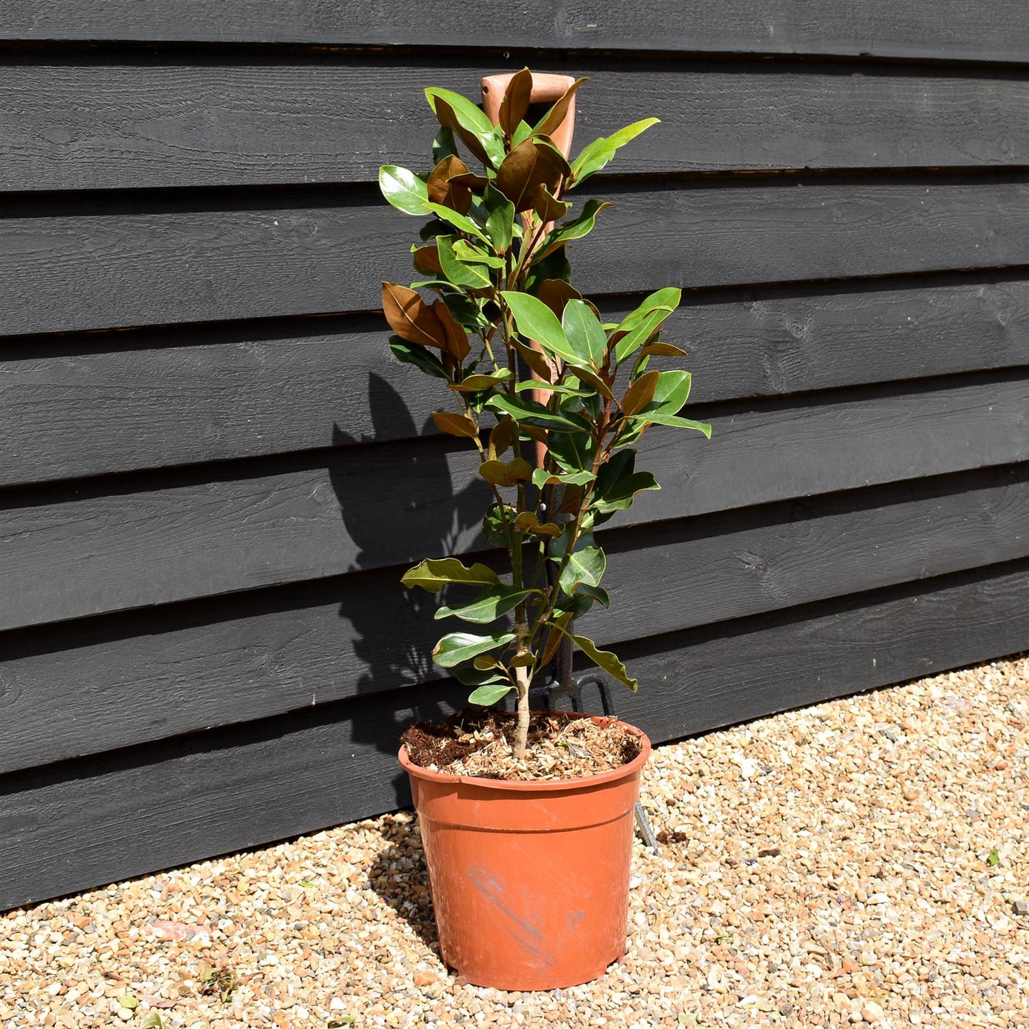 Magnolia grandiflora 'Galissonniere' - Bush - Height 70-80cm - 10lt