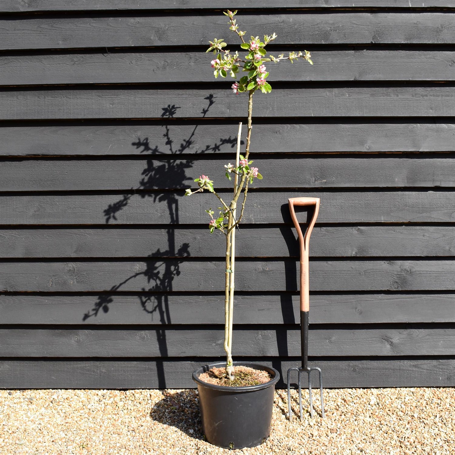 Apple tree 'James Grieve' | Malus domestica - M27 - Ultra-Dwarfing - Height 140-150cm - 20lt