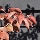 Prunus x blireana | Blireana Plum - 220-250cm, 10lt