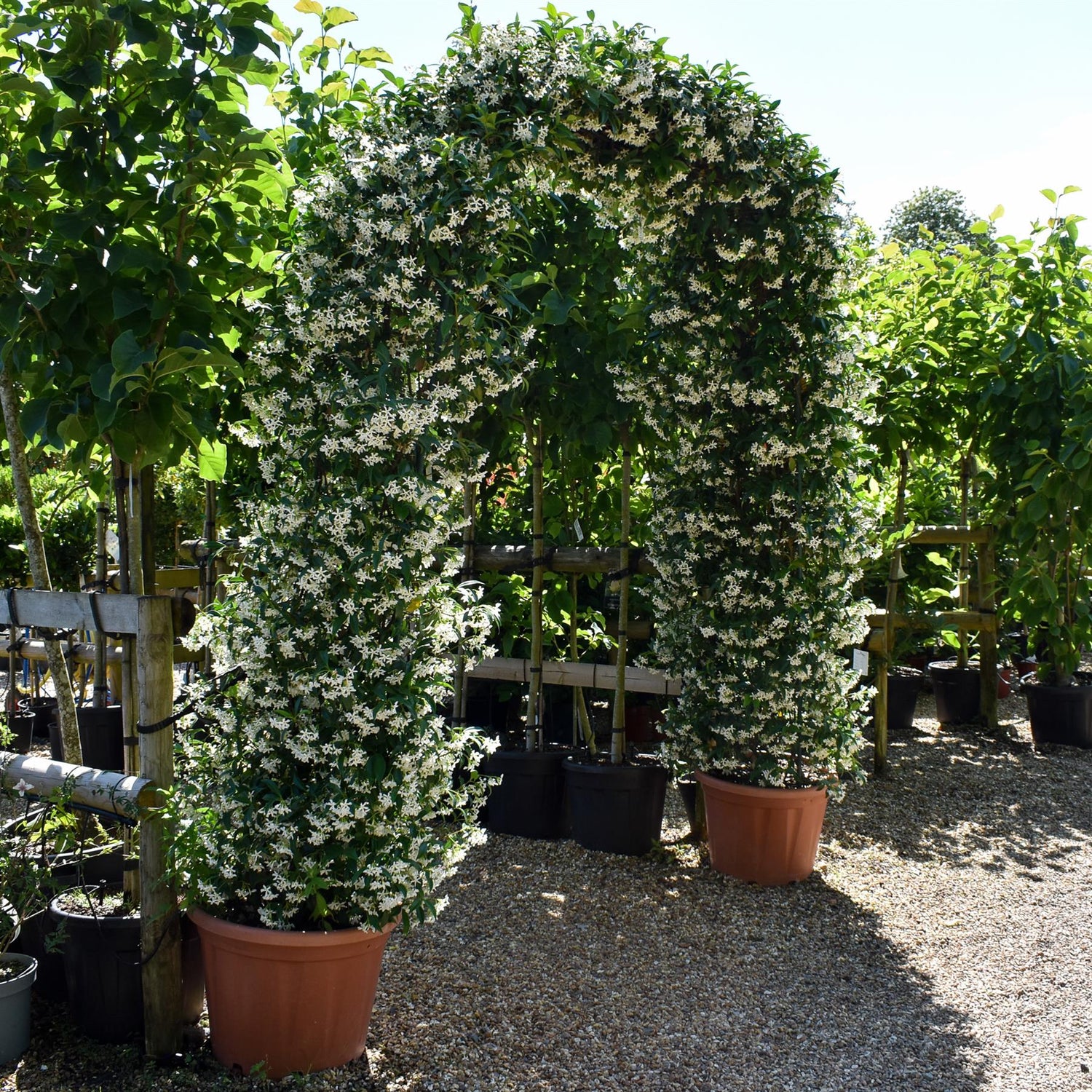 Star Jasmine | Trachelospermum jasminoides - Arch - Height 220cm-70lt