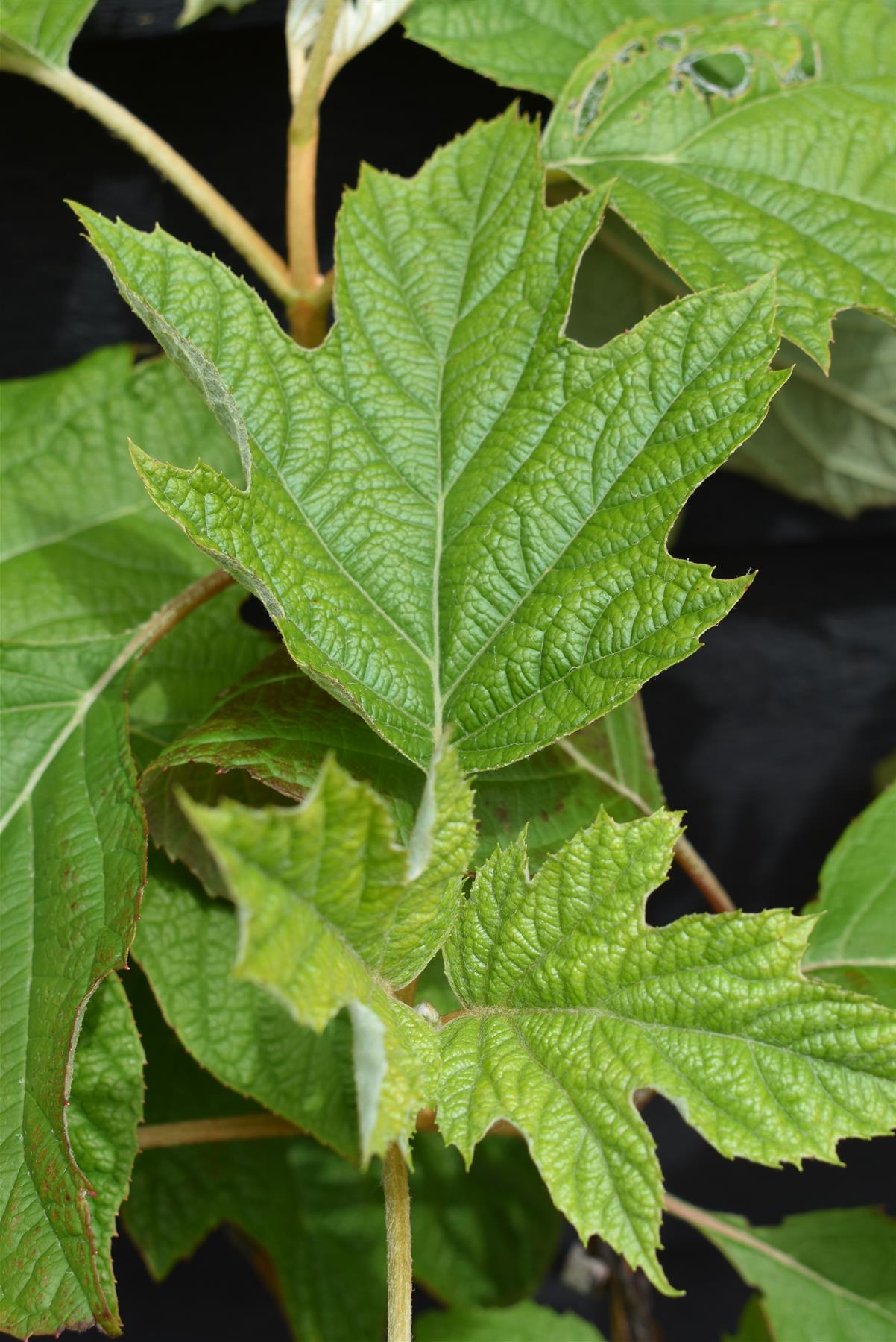 Hydrangea quercifolia | Oak-leaved hydrangea - 60-80cm, 10lt