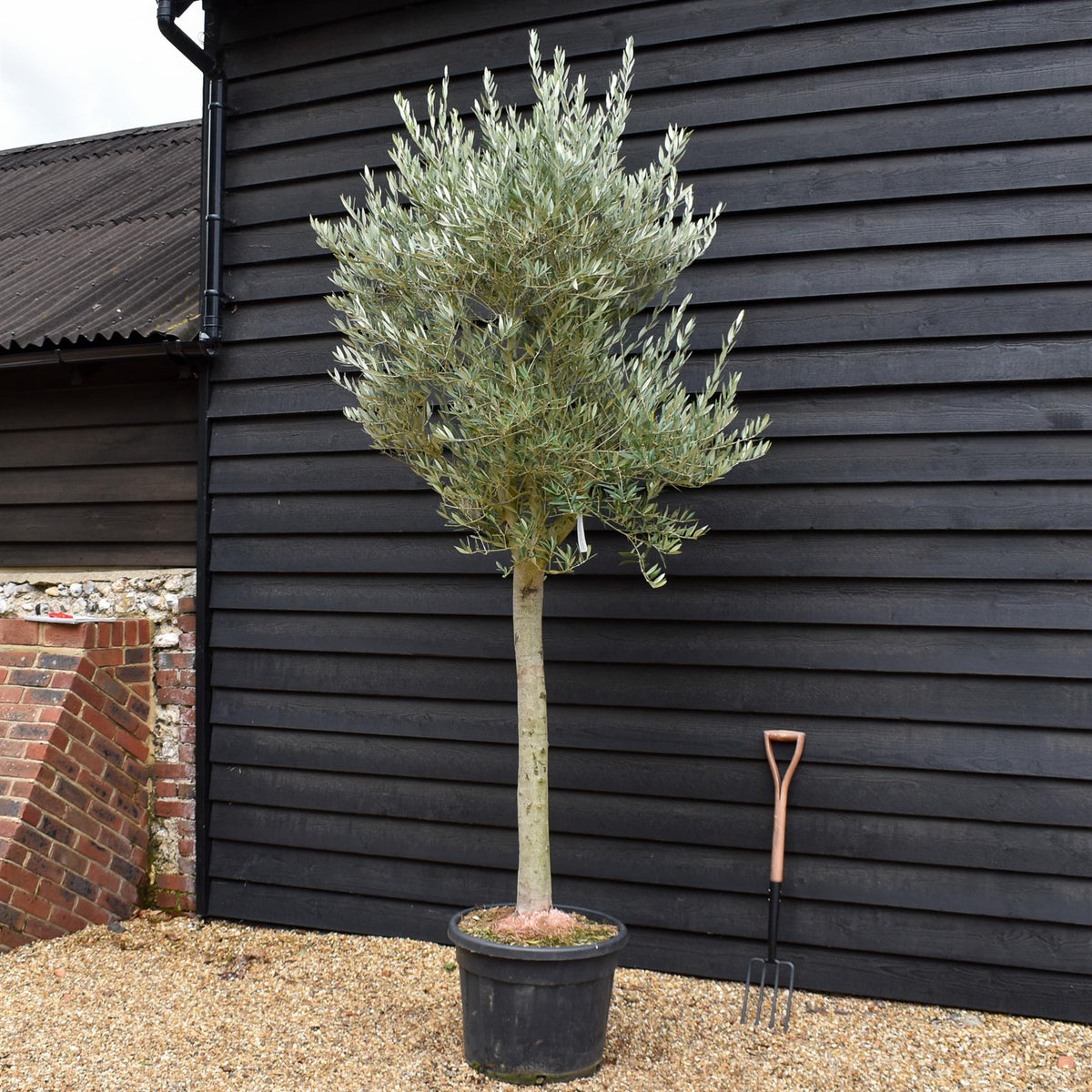 Olea Europea - Half Standard - Height 240-250cm - 70lt