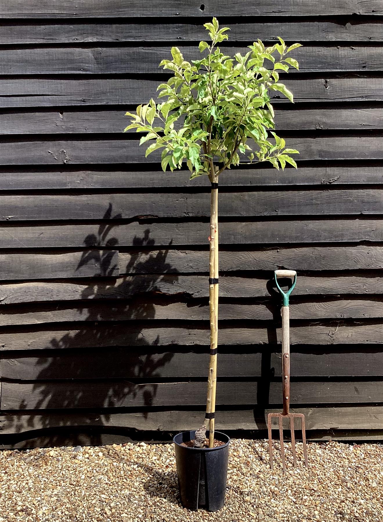 Apple tree 'Granny Smith' | Malus domestica  - 150-160cm - 10lt
