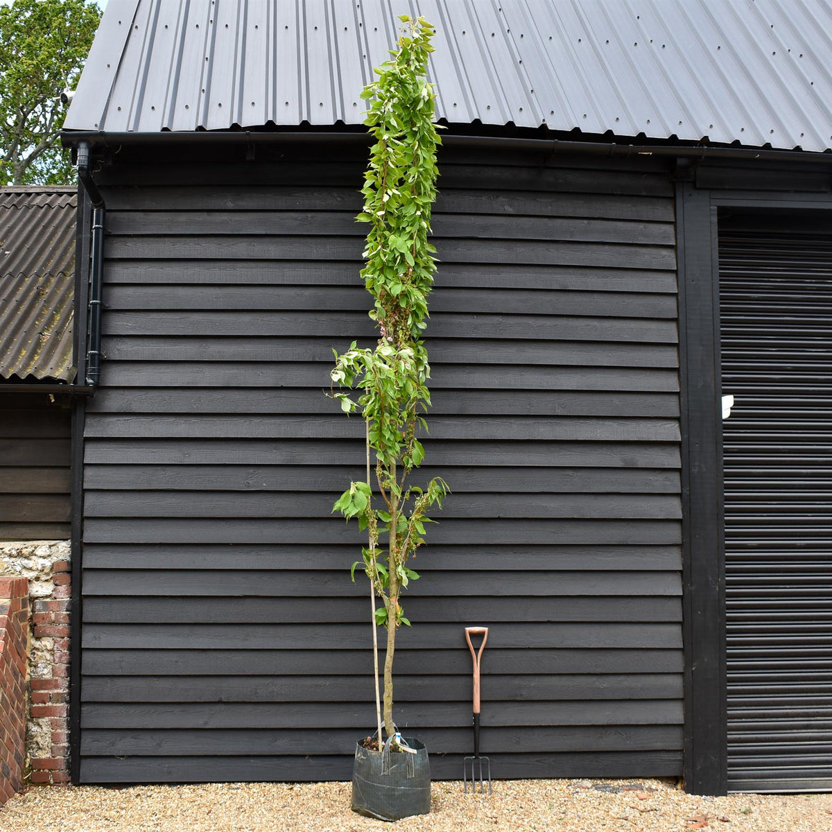 Prunus amanogawa |Flagpole Cherry - Feathered - Height Girth 10-12cm - 45 - 50lt