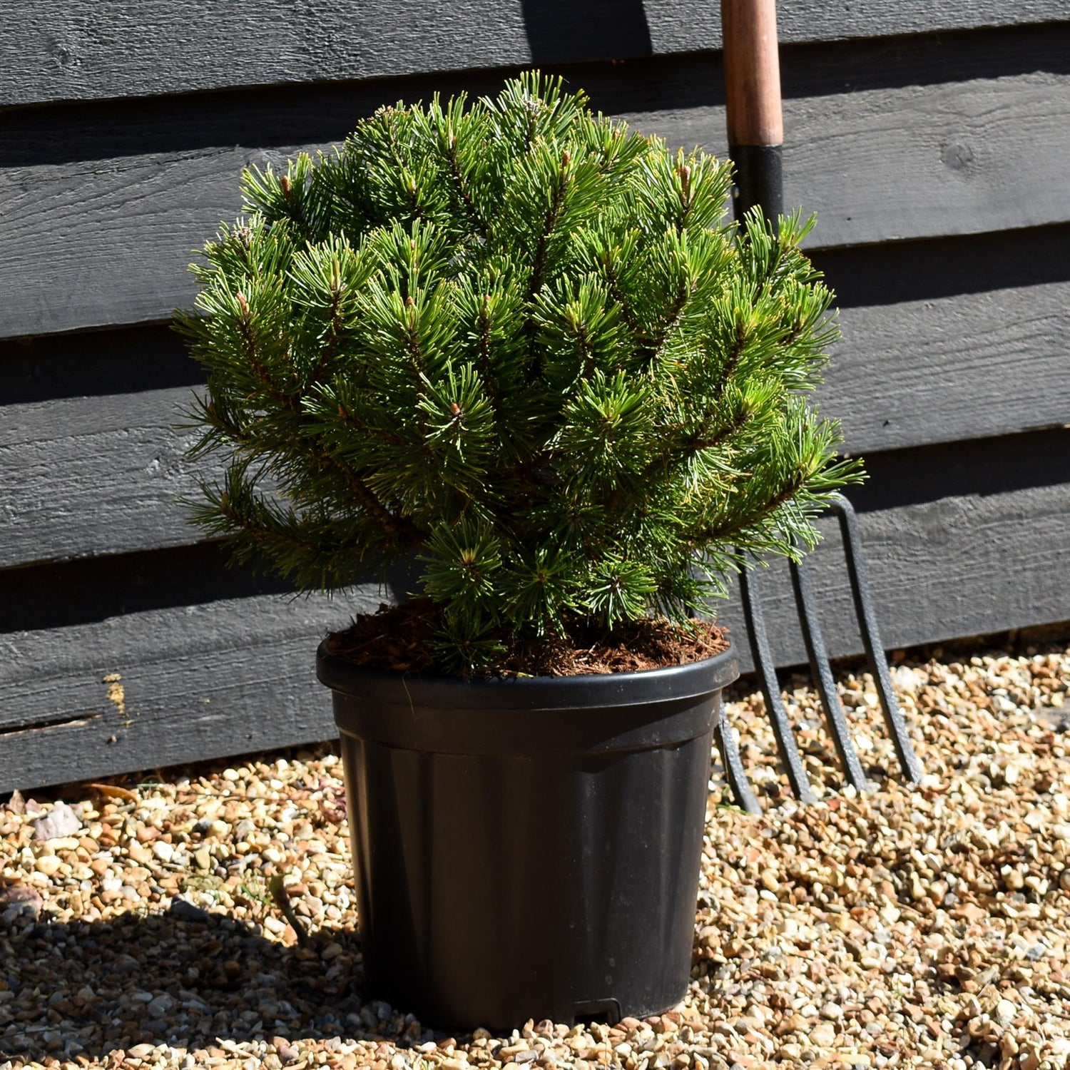 Pinus mugo 'Wintergold' | Golden mountain pine - Height 30-40cm - 7.5lt